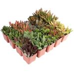 20-Pack Live Succulent Plants for Your Home