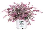 2 Gallon Proven Winners Loropetalum Jazz Hands Variegated Shrub