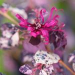 2 Gallon Proven Winners Loropetalum Jazz Hands Variegated Shrub