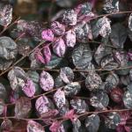 2 Gallon Proven Winners Loropetalum Jazz Hands Variegated Shrub