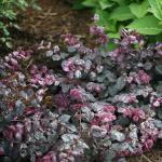 2 Gallon Proven Winners Loropetalum Jazz Hands Variegated Shrub