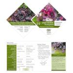 2 Gallon Proven Winners Loropetalum Jazz Hands Variegated Shrub