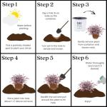 2 Gallon Proven Winners Loropetalum Jazz Hands Variegated Shrub