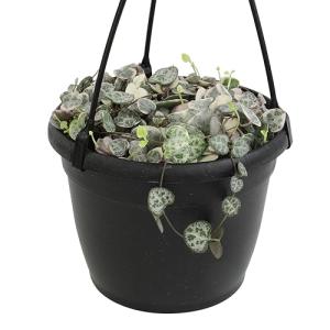 Variegated String of Hearts Hanging Basket, Ceropegia linearis Woodii, String of Hearts Plant Live Succulents Plants Live Houseplants, House Plants Indoors Live Indoor House Plants by Plants for Pets