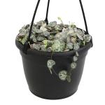 Variegated String of Hearts Hanging Basket, Ceropegia linearis Woodii, String of Hearts Plant Live Succulents Plants Live Houseplants, House Plants Indoors Live Indoor House Plants by Plants for Pets