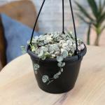 Variegated String of Hearts Hanging Basket, Ceropegia linearis Woodii, String of Hearts Plant Live Succulents Plants Live Houseplants, House Plants Indoors Live Indoor House Plants by Plants for Pets