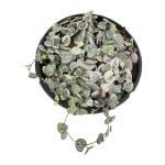 Variegated String of Hearts Hanging Basket, Ceropegia linearis Woodii, String of Hearts Plant Live Succulents Plants Live Houseplants, House Plants Indoors Live Indoor House Plants by Plants for Pets