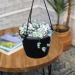 Variegated String of Hearts Hanging Basket, Ceropegia linearis Woodii, String of Hearts Plant Live Succulents Plants Live Houseplants, House Plants Indoors Live Indoor House Plants by Plants for Pets