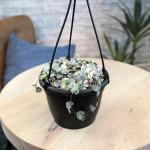Variegated String of Hearts Hanging Basket, Ceropegia linearis Woodii, String of Hearts Plant Live Succulents Plants Live Houseplants, House Plants Indoors Live Indoor House Plants by Plants for Pets