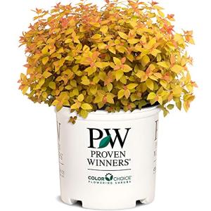 2 Gallon Proven Winners Spirea Double Play Candy Corn Shrub