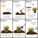 Proven Winner at Last Rose, 2 Gallon, Sunset Orange