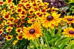 Black Eyed Susan Seeds for Planting, 5000 Seeds, Giving You Beautiful Black Eyed Susan Flowers, Non-GMO, Heirloom Seed Varieties