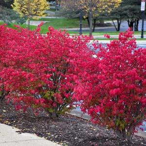 Dwarf Burning Bush - 6-12 Inch Tall Live Plant - Hardy Red Shrub Sapling - Euonymus alatus