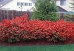 Dwarf Burning Bush - 6-12 Inch Tall Live Plant - Hardy Red Shrub Sapling - Euonymus alatus