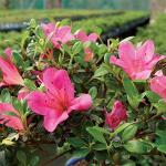 Brussel's Bonsai Live Satsuki Azalea Flowering Bonsai Tree - Small, 5 Years, 5 to 8 in - Outdoor Bonsai in Ceramic Bonsai Pot