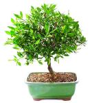 Brussel's Bonsai Live Satsuki Azalea Flowering Bonsai Tree - Small, 5 Years, 5 to 8 in - Outdoor Bonsai in Ceramic Bonsai Pot