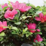Brussel's Bonsai Live Satsuki Azalea Flowering Bonsai Tree - Small, 5 Years, 5 to 8 in - Outdoor Bonsai in Ceramic Bonsai Pot