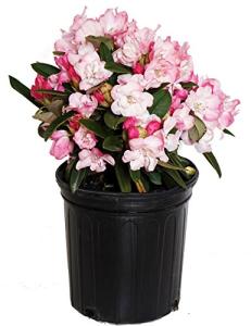 Rhododendron 'Mardi Gras' (Rhododendron) Evergreen, pale pink flowers, #2 - Size Container