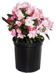 Rhododendron 'Mardi Gras' (Rhododendron) Evergreen, pale pink flowers, #2 - Size Container
