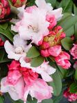Rhododendron 'Mardi Gras' (Rhododendron) Evergreen, pale pink flowers, #2 - Size Container