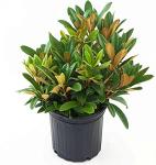 Rhododendron 'Mardi Gras' (Rhododendron) Evergreen, pale pink flowers, #2 - Size Container