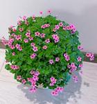 24 Pack Iron Cross Shamrock Plant Bulbs, Live Oxalis Bulbs for Indoor Outdoor Gardens, Year-Round Perennial Lucky Shamrock Plants Live in Pots Home Decor