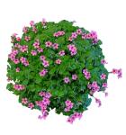 24 Pack Iron Cross Shamrock Plant Bulbs, Live Oxalis Bulbs for Indoor Outdoor Gardens, Year-Round Perennial Lucky Shamrock Plants Live in Pots Home Decor