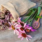 Back to the Roots 100% Organic Seed Packet - Echinacea 'Purple Coneflower' 210mg