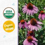 Back to the Roots 100% Organic Seed Packet - Echinacea 'Purple Coneflower' 210mg