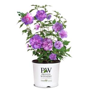 2 Gallon Proven Winners Hibiscus Dark Lavender Chiffon Shrub
