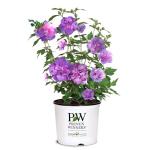 2 Gallon Proven Winners Hibiscus Dark Lavender Chiffon Shrub