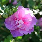 2 Gallon Proven Winners Hibiscus Dark Lavender Chiffon Shrub
