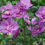 2 Gallon Proven Winners Hibiscus Dark Lavender Chiffon Shrub