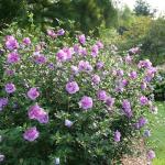 2 Gallon Proven Winners Hibiscus Dark Lavender Chiffon Shrub