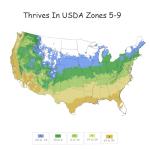 2 Gallon Proven Winners Hibiscus Dark Lavender Chiffon Shrub