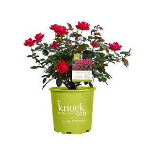 Fresh Roses for Delivery Prime, Red Roses, Knockout Roses Live Rose Bush Plants, Indoor Rose Plant Lover Gifts, Fresh Flowers for Delivery Prime, Live Plants Outdoor Plants Live by Plants for Pets