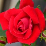 Fresh Roses for Delivery Prime, Red Roses, Knockout Roses Live Rose Bush Plants, Indoor Rose Plant Lover Gifts, Fresh Flowers for Delivery Prime, Live Plants Outdoor Plants Live by Plants for Pets