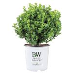 1 Gallon Proven Winners Neatball Boxwood Shrub