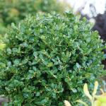 1 Gallon Proven Winners Neatball Boxwood Shrub