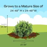 1 Gallon Proven Winners Neatball Boxwood Shrub