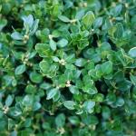 1 Gallon Proven Winners Neatball Boxwood Shrub