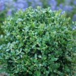 1 Gallon Proven Winners Neatball Boxwood Shrub