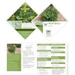 1 Gallon Proven Winners Neatball Boxwood Shrub