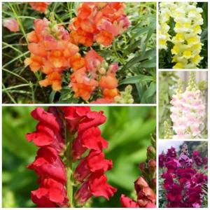5000+ Snapdragon Flower Seeds for Planting, Mixed Non-GMO Heirloom Snapdragon Seeds, Beautiful Snapdragon Flowers for Home Garden, Potted Decoration