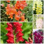 5000+ Snapdragon Flower Seeds for Planting, Mixed Non-GMO Heirloom Snapdragon Seeds, Beautiful Snapdragon Flowers for Home Garden, Potted Decoration