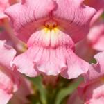 5000+ Snapdragon Flower Seeds for Planting, Mixed Non-GMO Heirloom Snapdragon Seeds, Beautiful Snapdragon Flowers for Home Garden, Potted Decoration