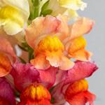 5000+ Snapdragon Flower Seeds for Planting, Mixed Non-GMO Heirloom Snapdragon Seeds, Beautiful Snapdragon Flowers for Home Garden, Potted Decoration