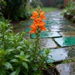 5000+ Snapdragon Flower Seeds for Planting, Mixed Non-GMO Heirloom Snapdragon Seeds, Beautiful Snapdragon Flowers for Home Garden, Potted Decoration