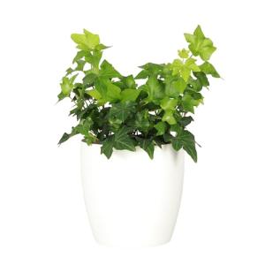 Thorsen's Greenhouse Live Green English Ivy Plant, Hedera Helix, Natural Air Purifier, Easy to Grow, Live Indoor Houseplant, 4" Diameter Pot (White)