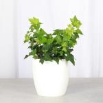 Thorsen's Greenhouse Live Green English Ivy Plant, Hedera Helix, Natural Air Purifier, Easy to Grow, Live Indoor Houseplant, 4" Diameter Pot (White)